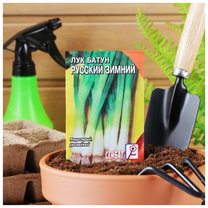 Семена Лук батун 