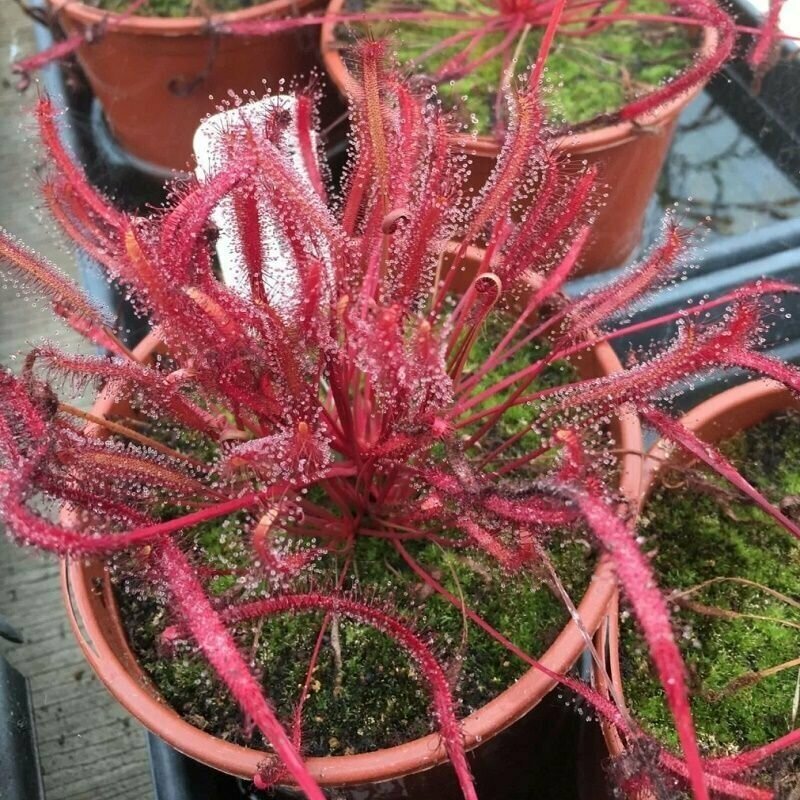 Семена мухоловка росянка капская красно-фиолетовая 5 шт (Drosera CAPENSIS RED PURPLE)