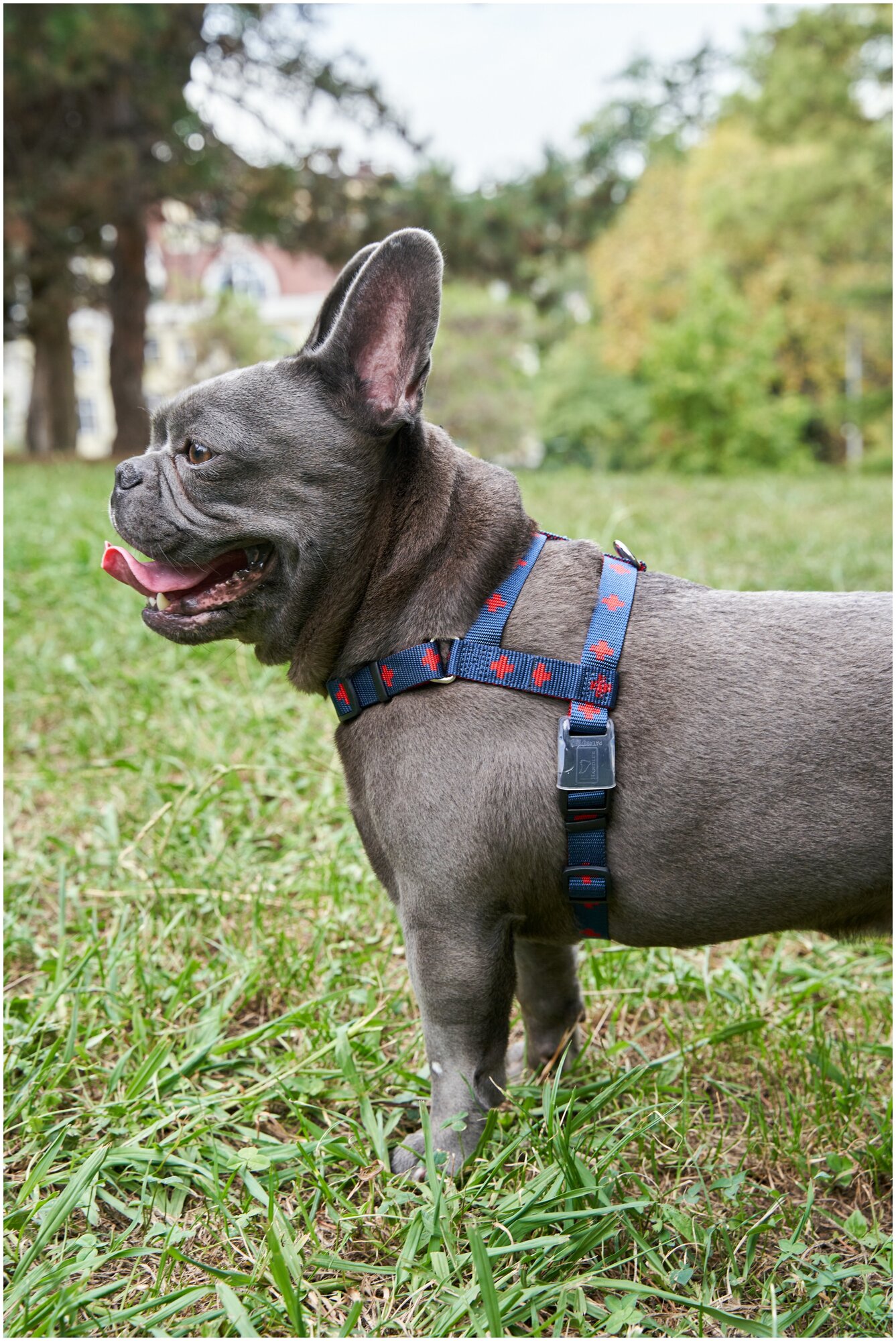 Шлейка для собак Japan Premium Pet эрго-анатомическая, серия DАISKI для особо сильных пород, цвет синий, размер L. - фотография № 2