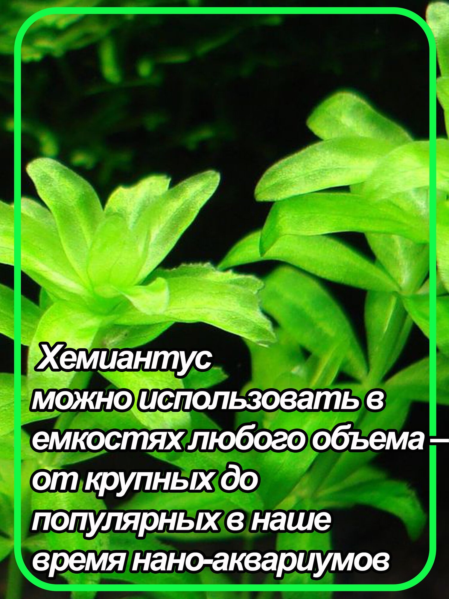 Хемиантус микрантемоидес (Hemianthus micranthemoides). Живое аквариумное растение. - фотография № 4