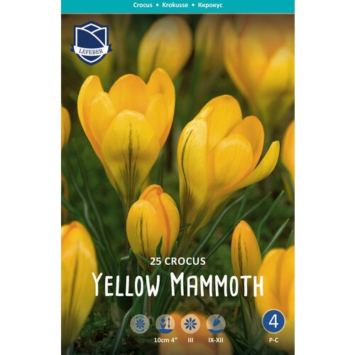 Крокус Йеллоу Маммот(Yellow Mammoth), 25 шт