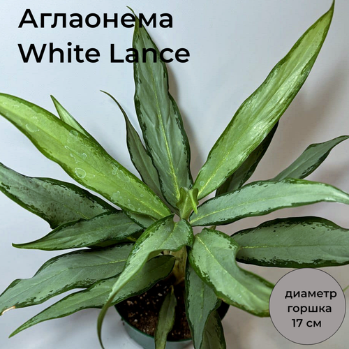 Аглаонема White Lance в цветочном горшке диаметром 17 см