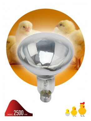 фото Инфракрасная зеркальная лампа ЭРА ИКЗ 220-250 R127 E27 с прозрачной колбой (15/360)