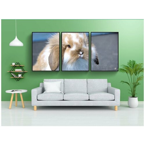 фото Набор модулных постеров для интерьера "фламандский кролик, кролик, очень ласковый" 60x90 см. в тубусе, без рамки lotsprints