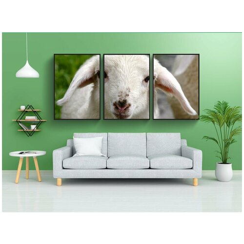 фото Набор модулных постеров для интерьера "овец, ягненок, милый" 60x90 см. в тубусе, без рамки lotsprints