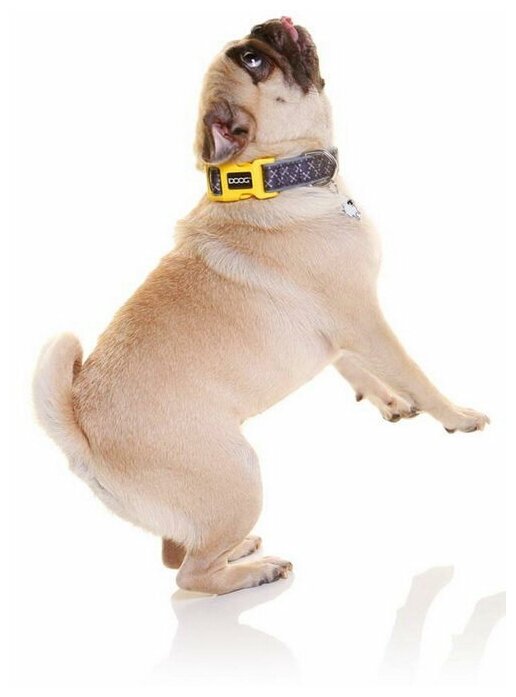 Ошейник для собак DOOG "Odie", серо - желтый, XS, 16-25см (Австралия) - фотография № 4