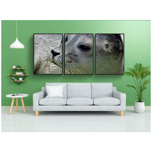 фото Набор модулных постеров для интерьера "тюлень, небольшой, молодой" 60x90 см. в тубусе, без рамки lotsprints