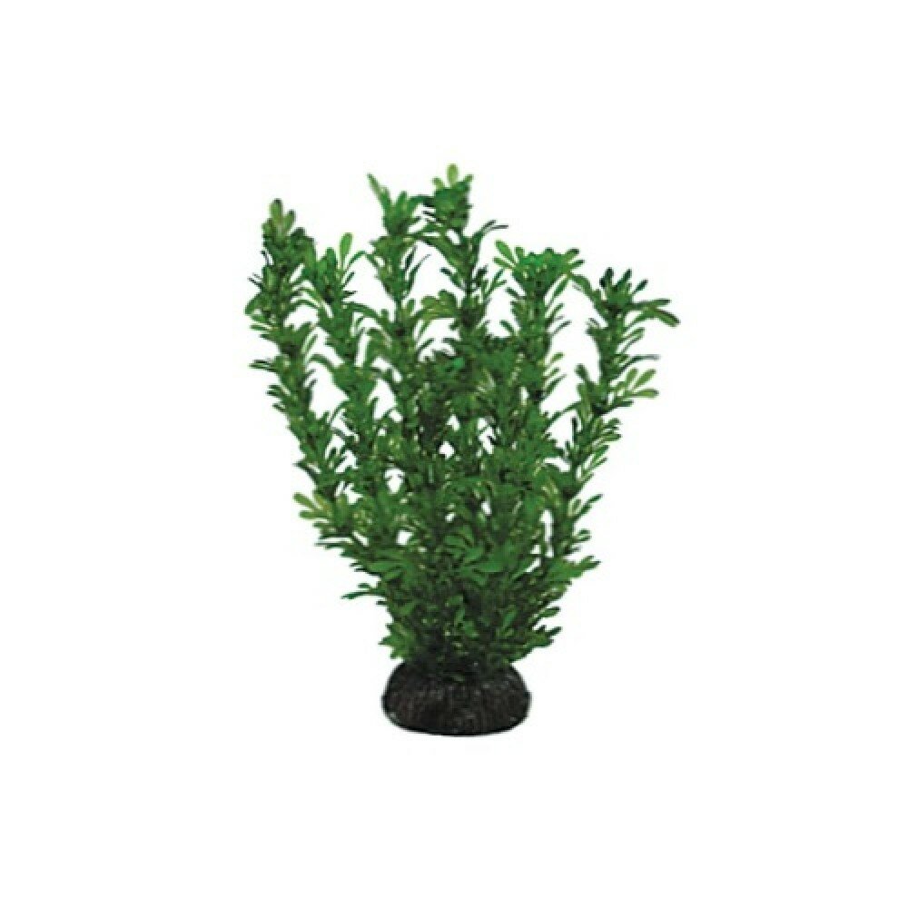 Laguna растение "Лигодиум" (20 см., Зеленый) - фото №2