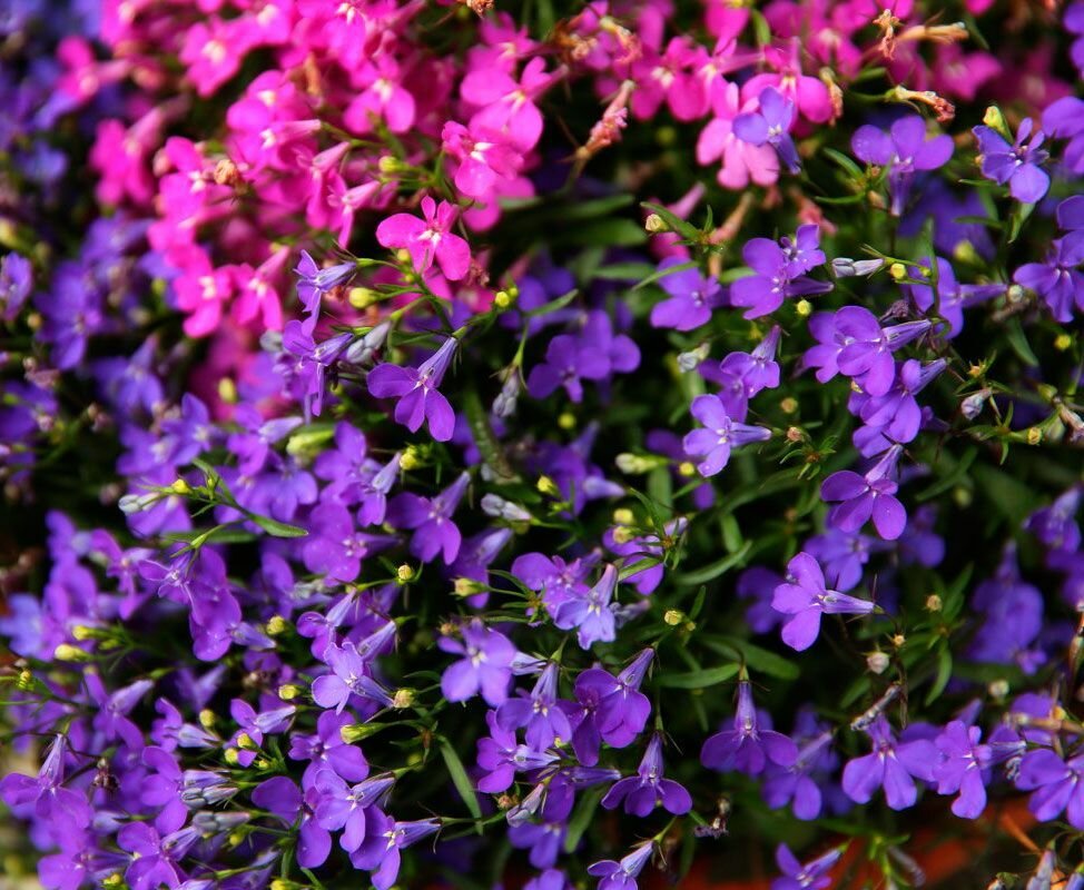 Лобелия ежевидная (лат. Lobelia erinus) семена 20шт + подарочек