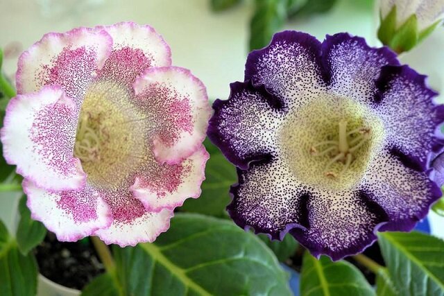 Семена ПОИСК Глоксиния Sinningia Hybrida " Жаклин ", микс, 5шт. — фото 1