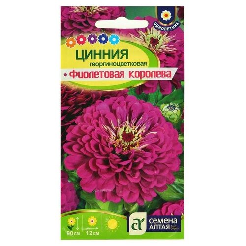 семена цветов цинния фиолетовая королева георгиноцветковая о 0 3 г семена алтая Семена цветов Цинния 'Фиолетовая Королева' георгиноцветковая, О, 0,3 г.