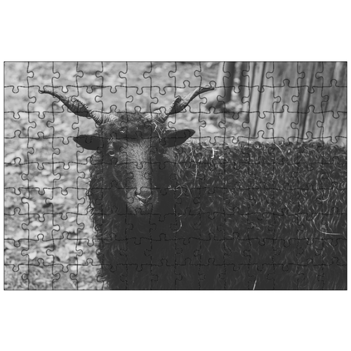 фото Магнитный пазл 27x18см."овец, чернить, рога" на холодильник lotsprints