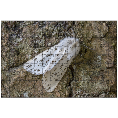 фото Магнитный пазл 27x18см."белым горностаем, моль, крылья" на холодильник lotsprints