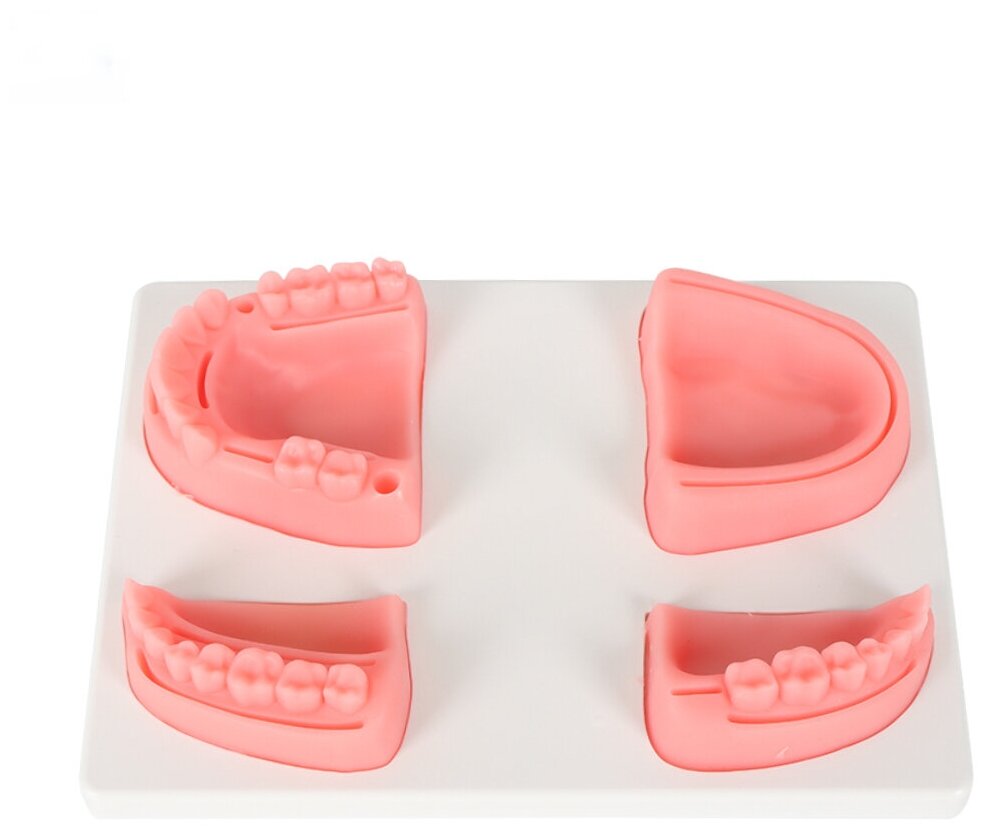 Хирургический тренажер (стоматологический) Arma Dental Study Model для шитья из силикона на подставке (симулятор челюсти)
