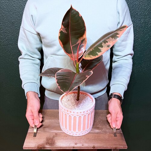 Фикус эластика в кашпо