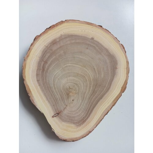 Спил дерева карагач , подставка, заготовка для поделок творчества 21/17/3,5см