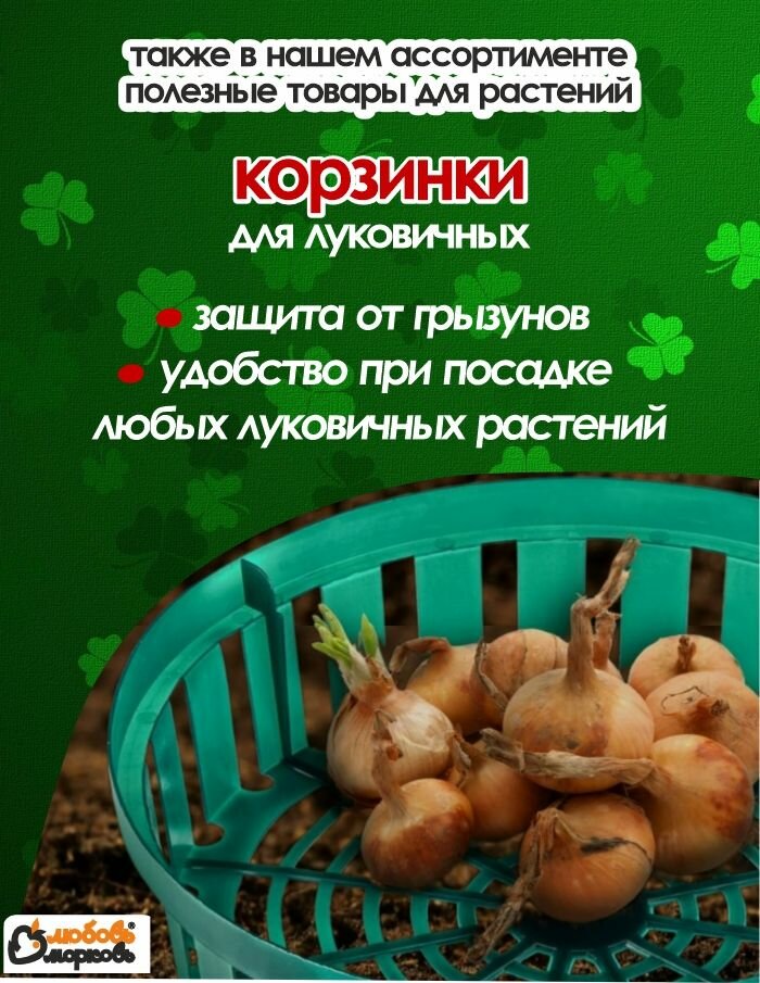 Тюльпан Луковицы очищенные, Микс сортов, 50шт — фото 1