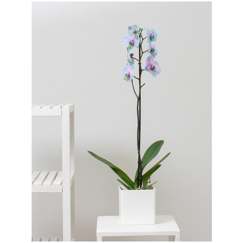 Орхидея фаленопсис чудо природы, цвет бело-голубой, высота 50-70 см в пластиковом кашпо 13,5 дм, комнатное растение
