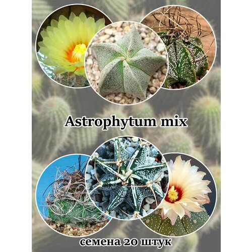 Кактус Astrophytum (смесь видов) семена 20 штук