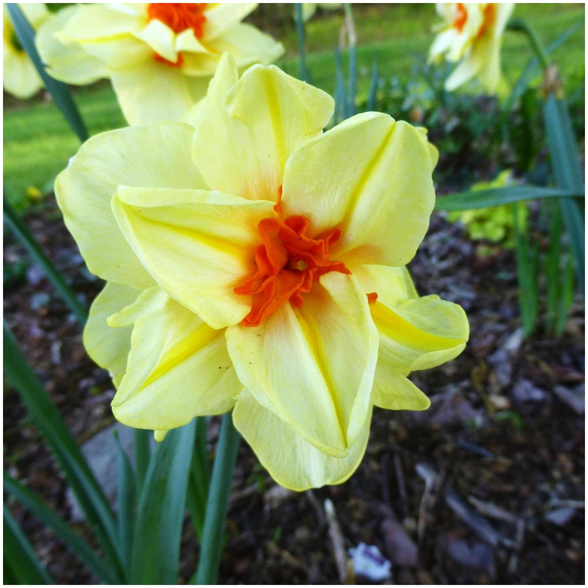 Нарцисс Дабл Фэшн 5шт