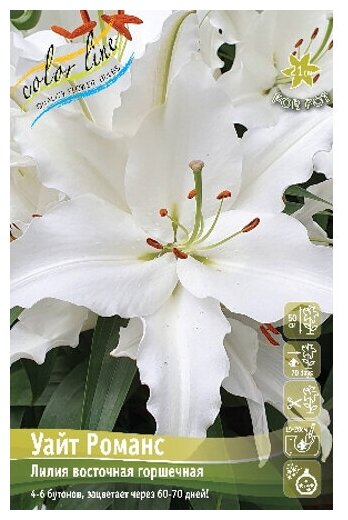Лилия восточный гибрид White Romance (1 шт.)