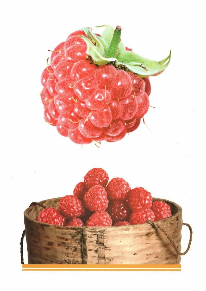 Комплект демонстрационных и раздаточных карточек "Ягоды" — фото 1