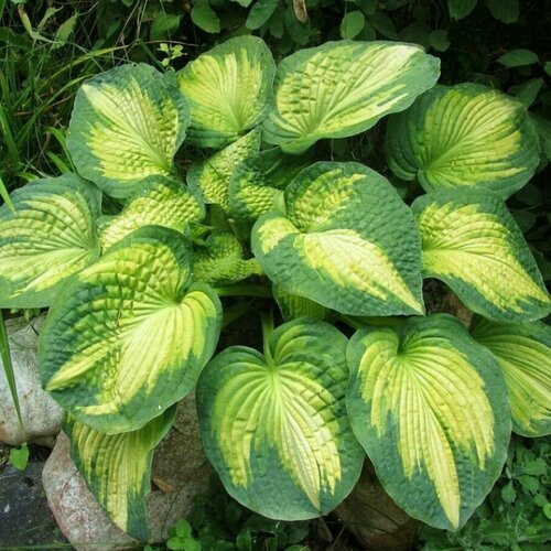Хоста Аллигатор Алле (М)
