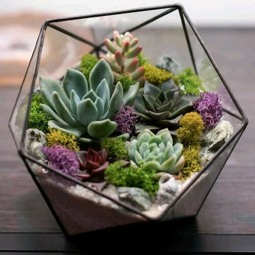 Флорариум с суккулентами L икос King Florik