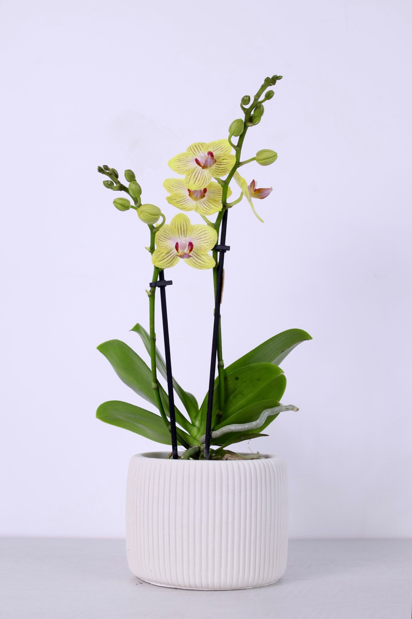 Жёлтая мини орхидея в кашпо ручной работы (D-9 H-40)
