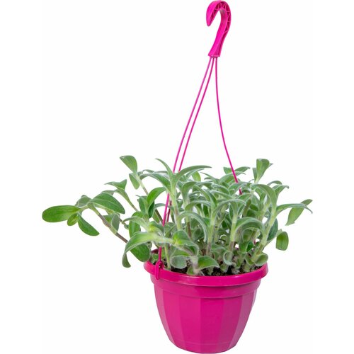 Растение Традесканция 35 см