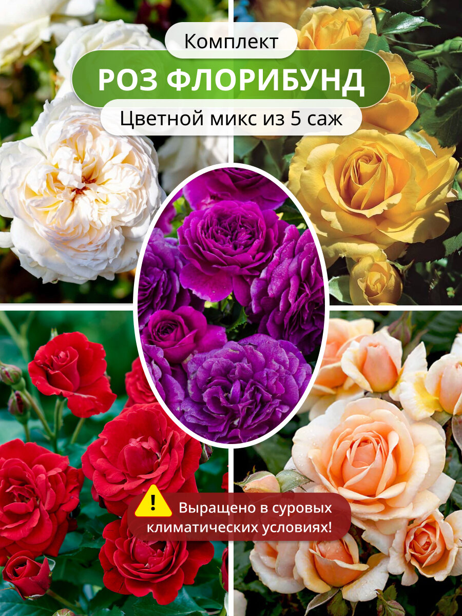 Комплект роз флорибунд Цветной микс из 5 / роз