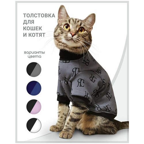 Толстовка одежда для кошек и котов сфинкс Эрудит
