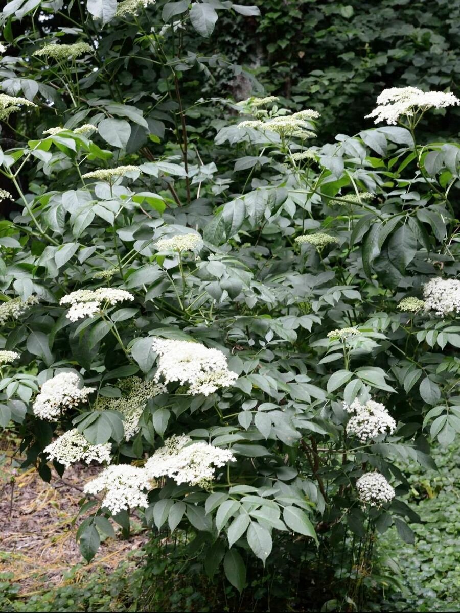 Семена Бузина канадская (Sambucus canadensis) 15 штук