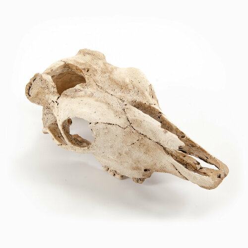 Декорация для аквариума EXOPRIMA Череп буйвола 225х125х85см 1070₽