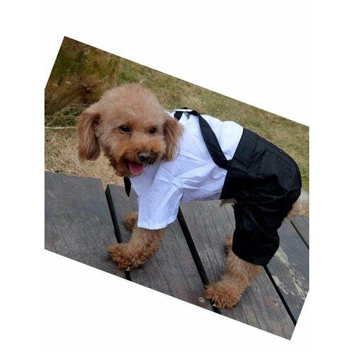 Костюм Джентльмена строгий деловой для собак белый верх черный низ 800₽