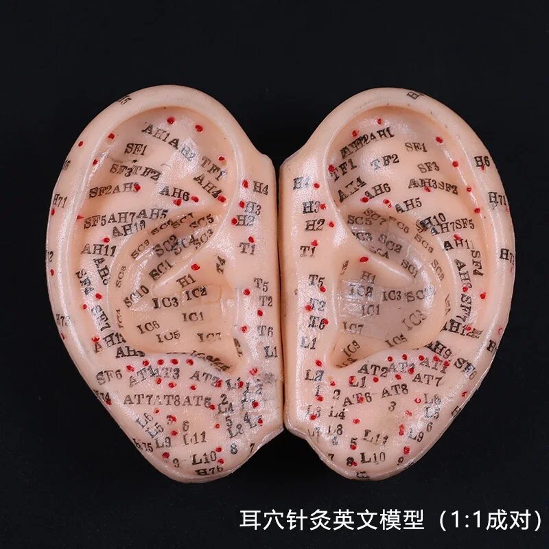 Акупунктурная модель для ушей, 8 см, Chinese Version 8 cm