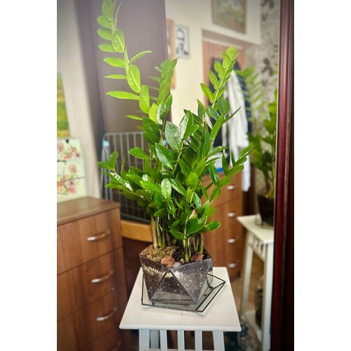 Замиокулькас в стеклянном кашпо