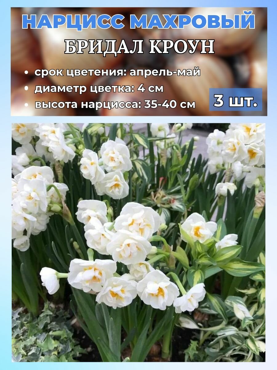 Нарцисс махровый. луковицы 3 штуки