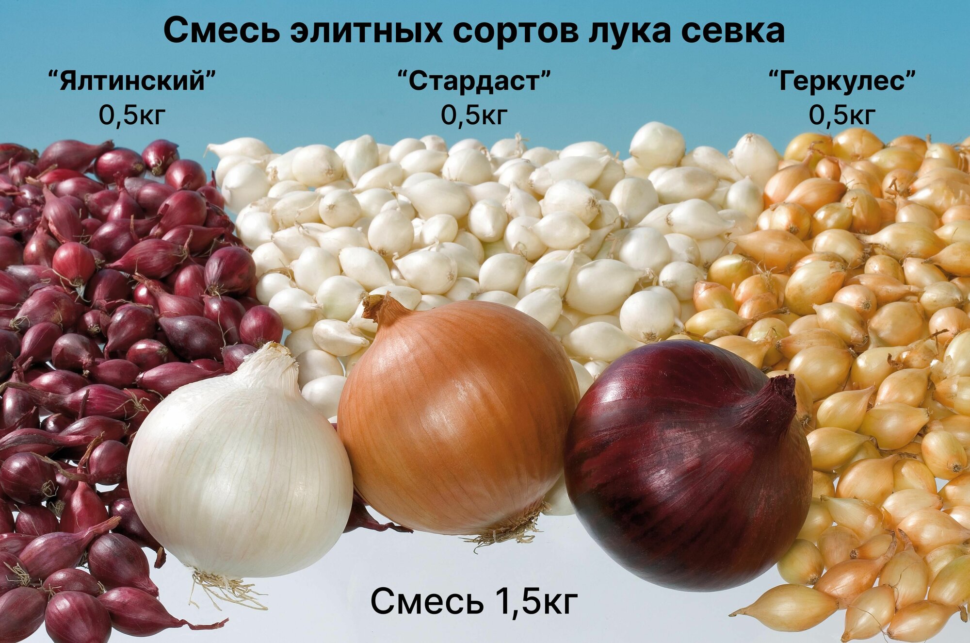 Лук севок на посадку 