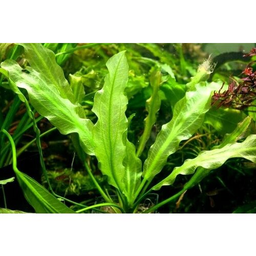 Аквариумное растение Эхинодорус Майор