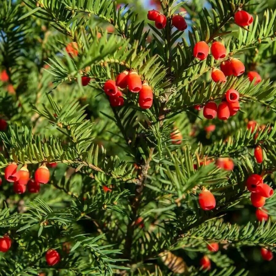 Семена Тис остроконечный (Taxus cuspidata), 5 штук