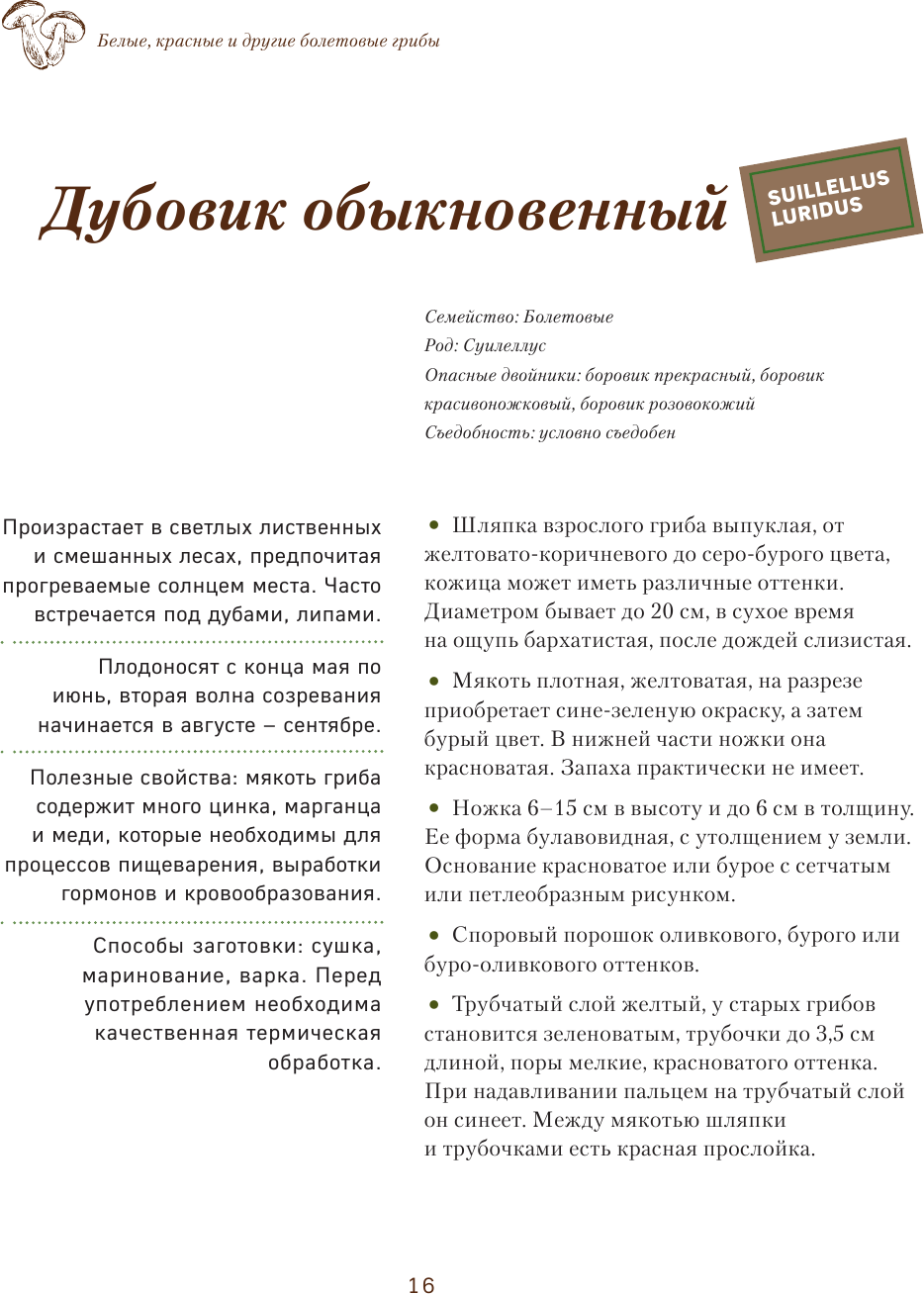 Грибы. Иллюстрированный гид по популярным видам - фото №13