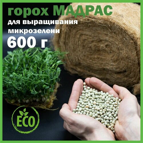 Зеленый горох кресс-афилла, семена на усатую микрозелень и проращивание, 1 шт. по 600 г семена горох афилла