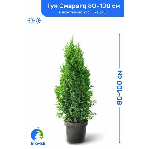Туя западная Смарагд 80-100 см в пластиковом горшке 3-10 л, саженец, хвойное живое растение зеленый