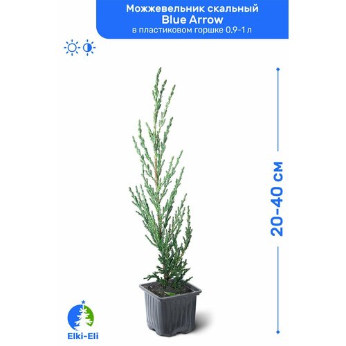Можжевельник скальный Blue Arrow (Блю Эрроу) 20-40 см в пластиковом горшке 1-2 л, саженец, хвойное живое растение