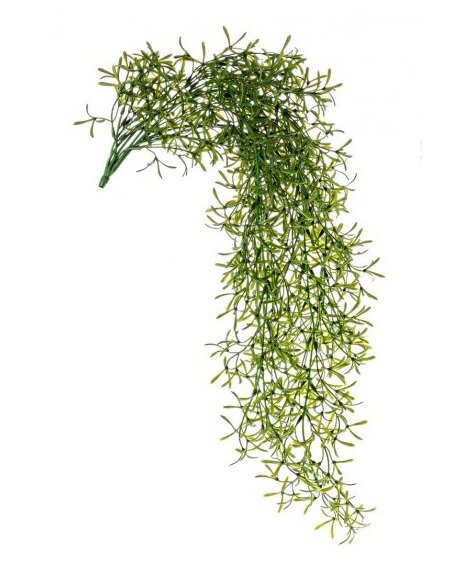 Растение декоративное BIZZOTTO SEMPREVERDE FALLING BRANCH 096 0171040 810h