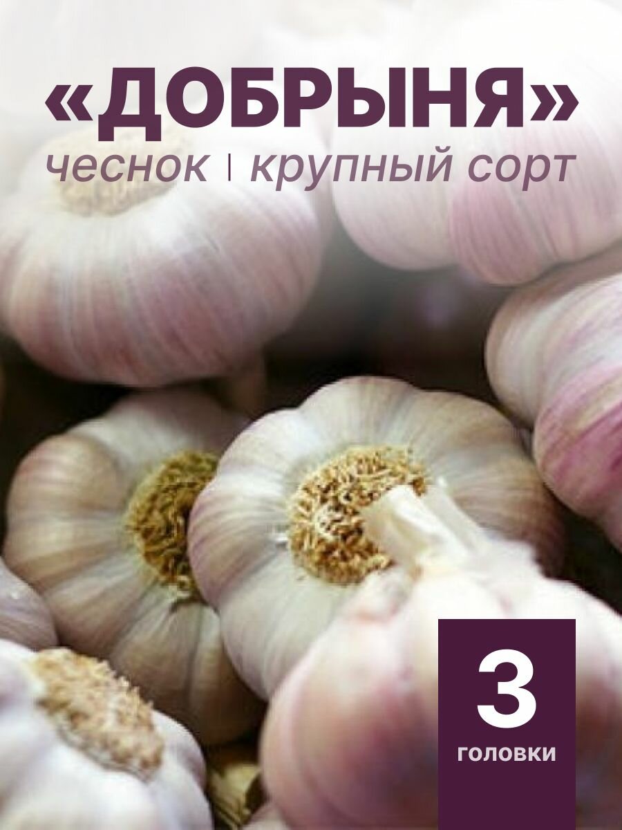 Чеснок крупный "Добрыня" на посадку 3 головки
