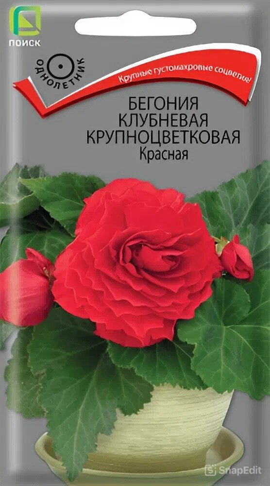 Бегония клубневая Поиск Красная, крупноцветковая, однолетник
