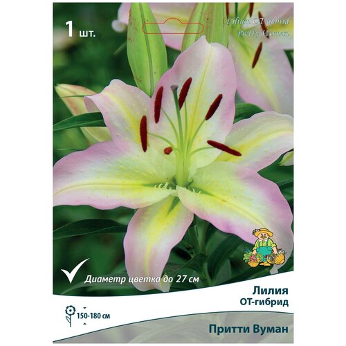 Лилия ОТ-гибрид Притти Вуман луковица 14/16