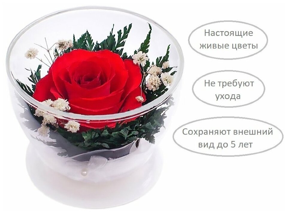 Natural Flower Products Co. Красная роза в стекле (8,5 х 8,5 х 6 см)